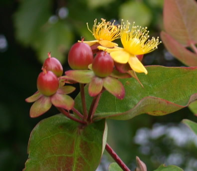 hypericum-androsaemum-1.jpg