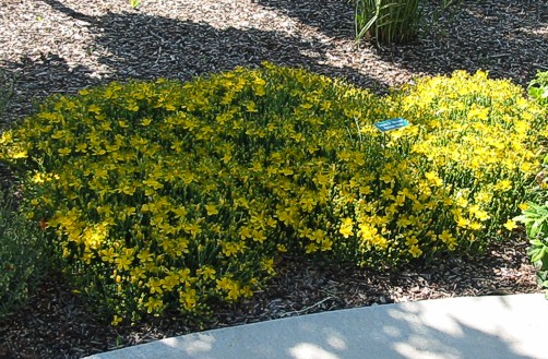 Hypericum_calycinum1.jpg