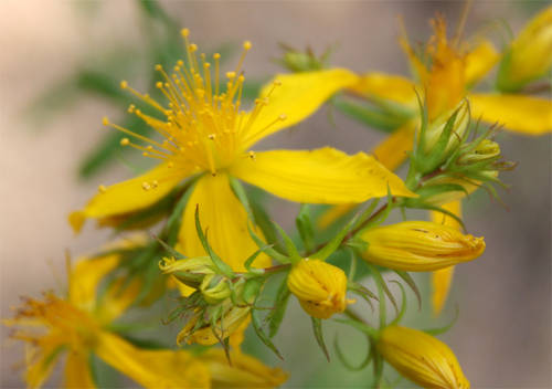 Hypericum_perforatum.JPG