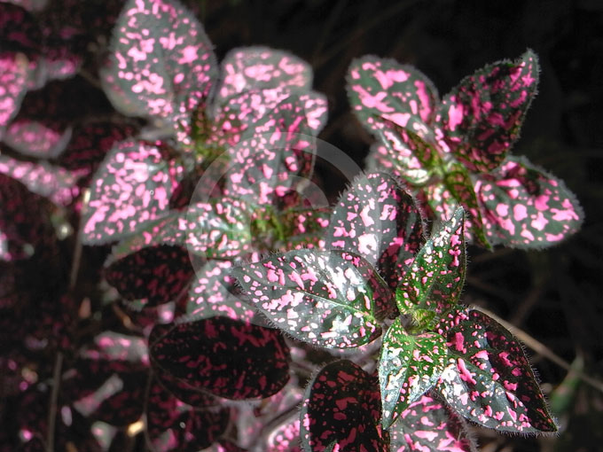 Hypoestes-phyllostachya-main.jpg