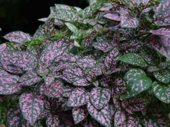 hypoestes-sanguinolenta.jpg
