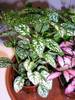 Hypoestes00.JPG