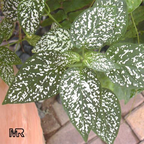 Hypoestes_phyllostachia080.jpg