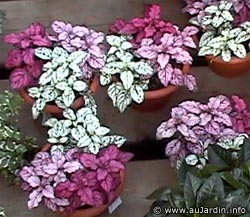 hypoestes_phyllostachya.jpg