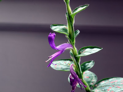 hypoestessanguinolentared2.jpg