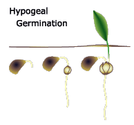 hypogeal.gif