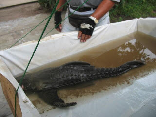 Hypostomus+plecostomus+7.jpg