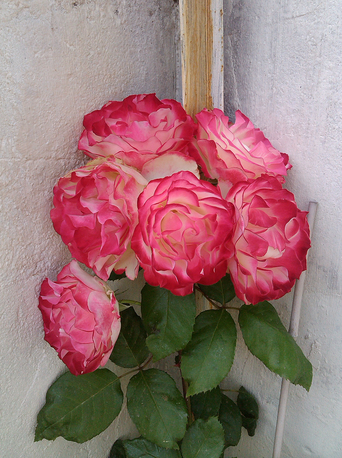 i9900.jpg