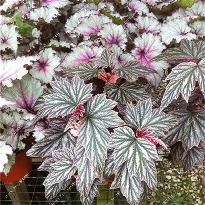 ia-Seeds-Sementes-De-Flores-Raras-Diy-Garden-Decoration-Graine-De-Begonias-Bonsai-Potted-Begonia.jpg