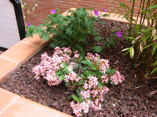 IbajaresMG_11221.jpg