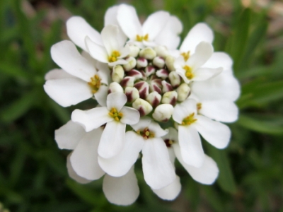Iberis%20sempervirens%201.jpg