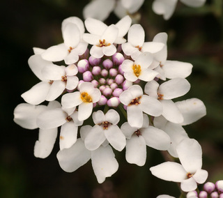 Iberis_amara,I_MWS70783.jpg