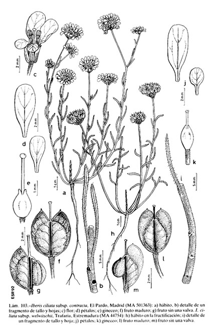 Iberis_ciliata_FIL.jpg