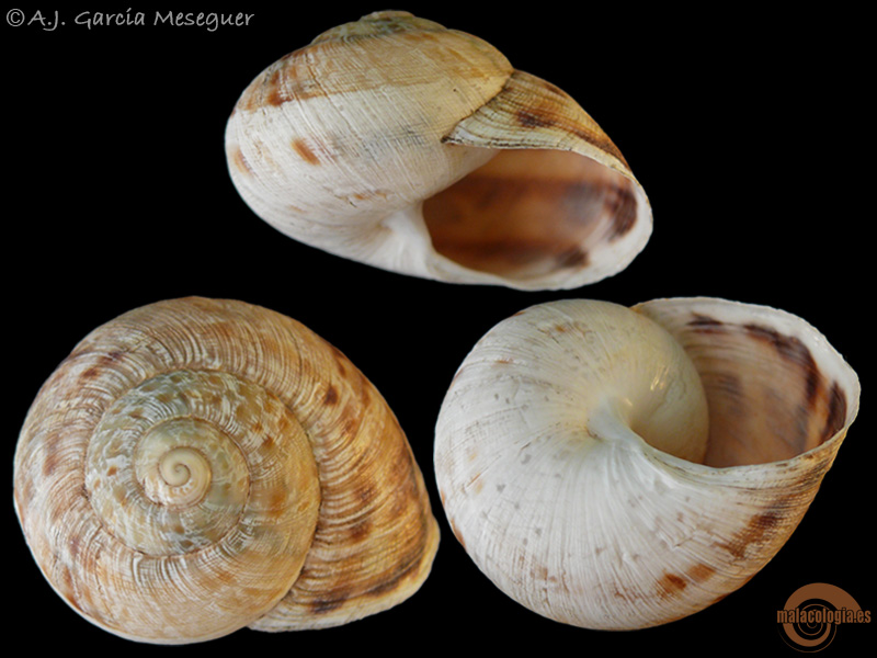 iberus-alonensis-2.jpg