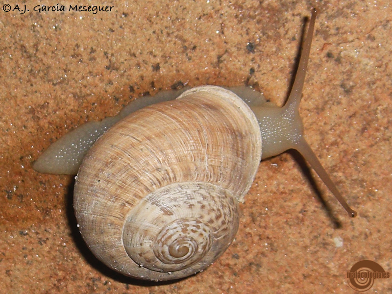 iberus-alonensis-vv-2.jpg