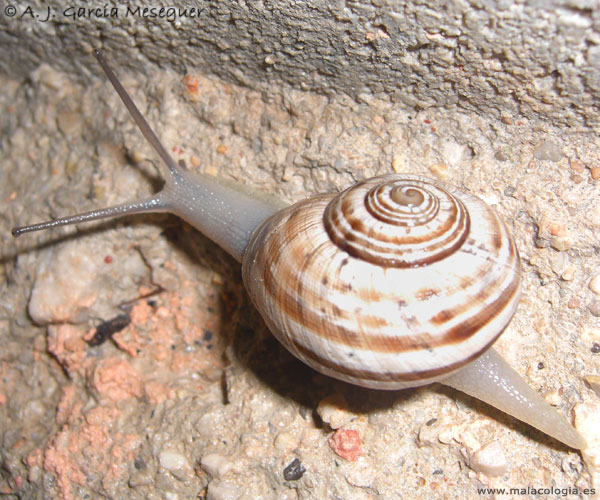 iberus-alonensis-vv-3.jpg