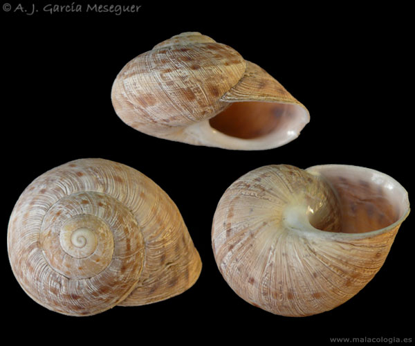 iberus-gualterianus-alon-2.jpg