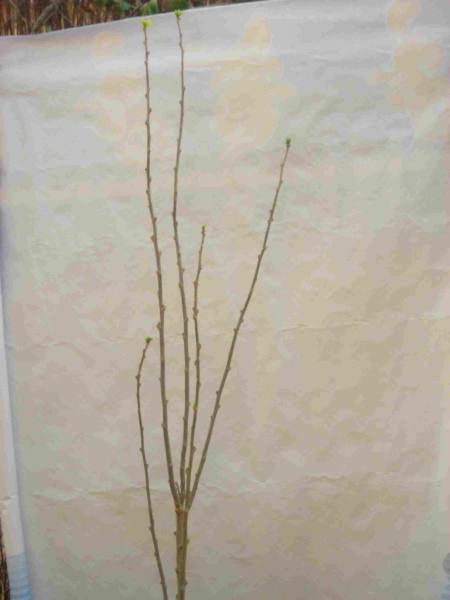 ibisco 2.JPG