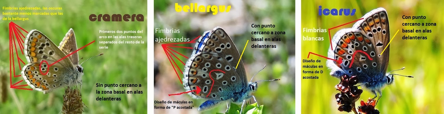 icarus+cramera+bellargus.jpg