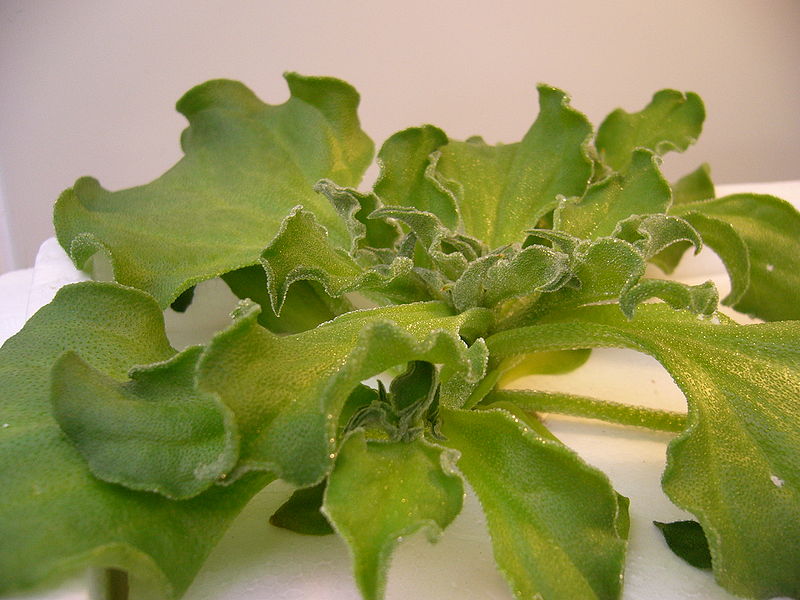 ice-plant.jpg