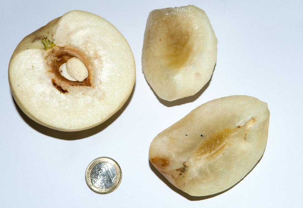 ice_peach_4_zpsc115e4e2.jpg