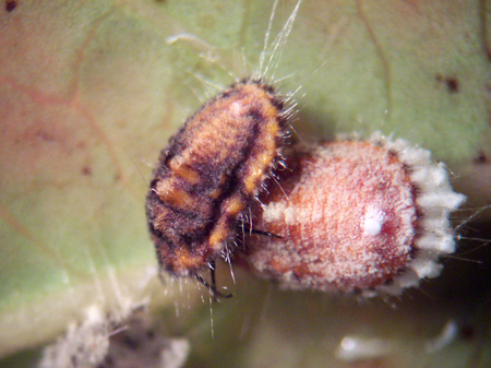 icerya-purchasi-uba-01.jpg