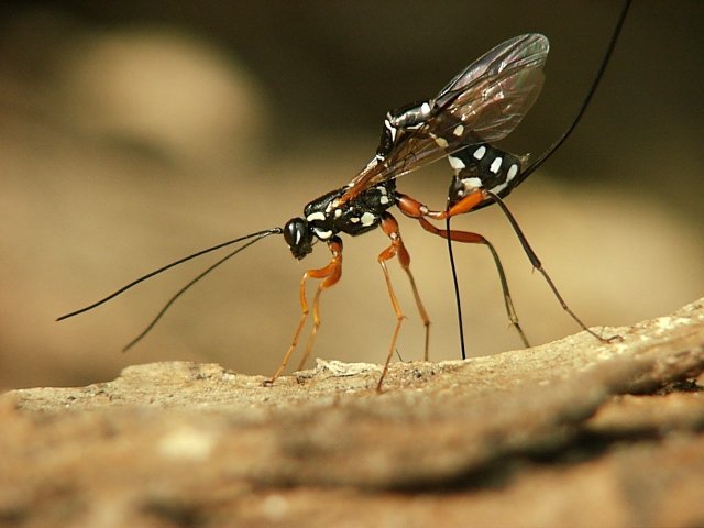 Ichneumon_fly_egg_laying.jpg