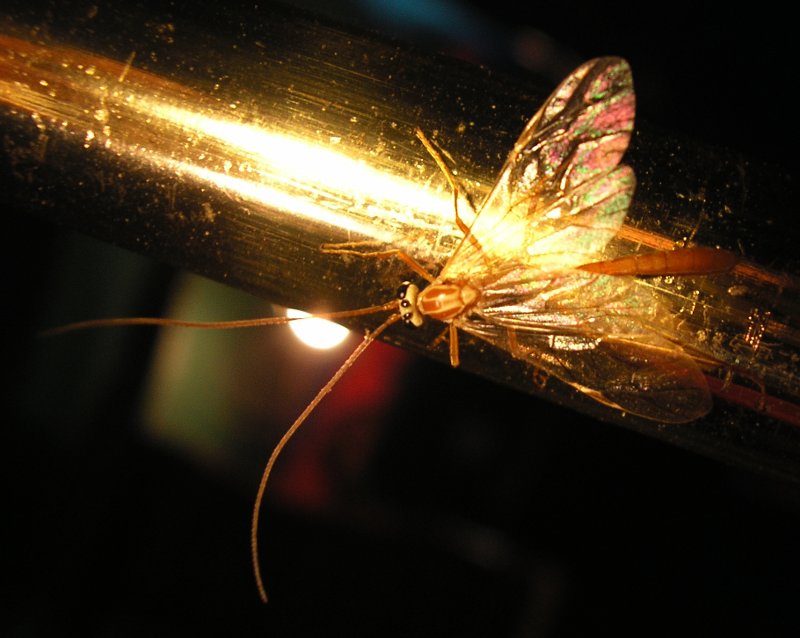 Ichneumonidae_10161.jpg