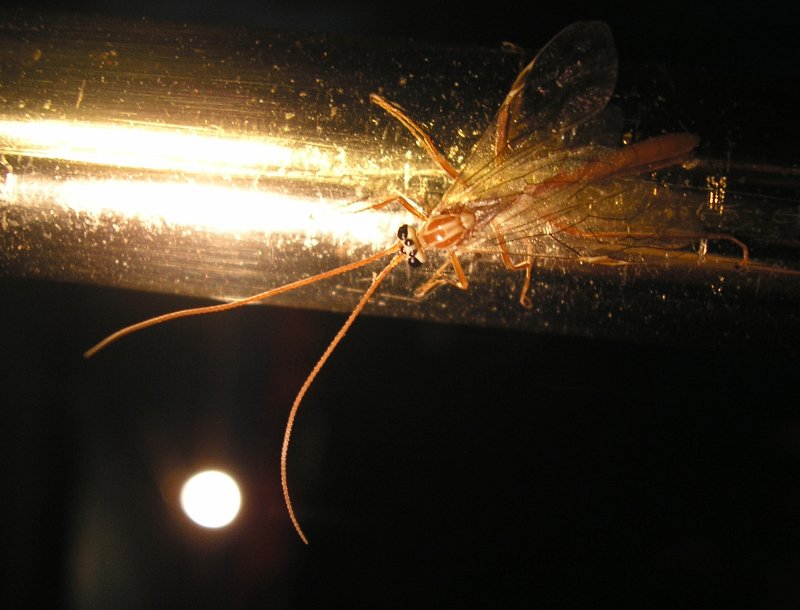 Ichneumonidae_10165.jpg