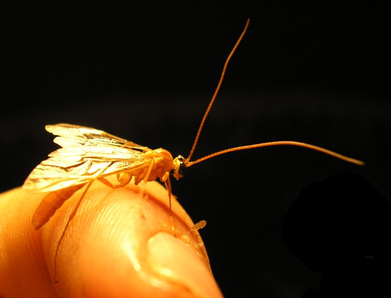 Ichneumonidae_10178.jpg