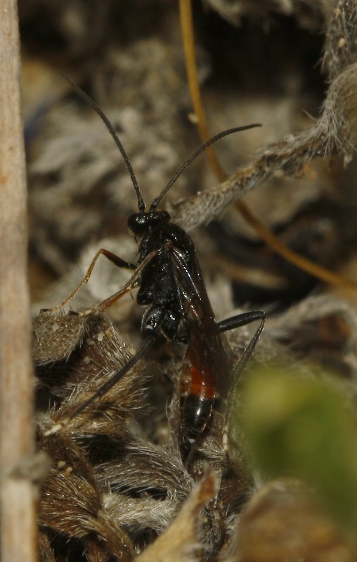 Ichneumonidae_5440.jpg