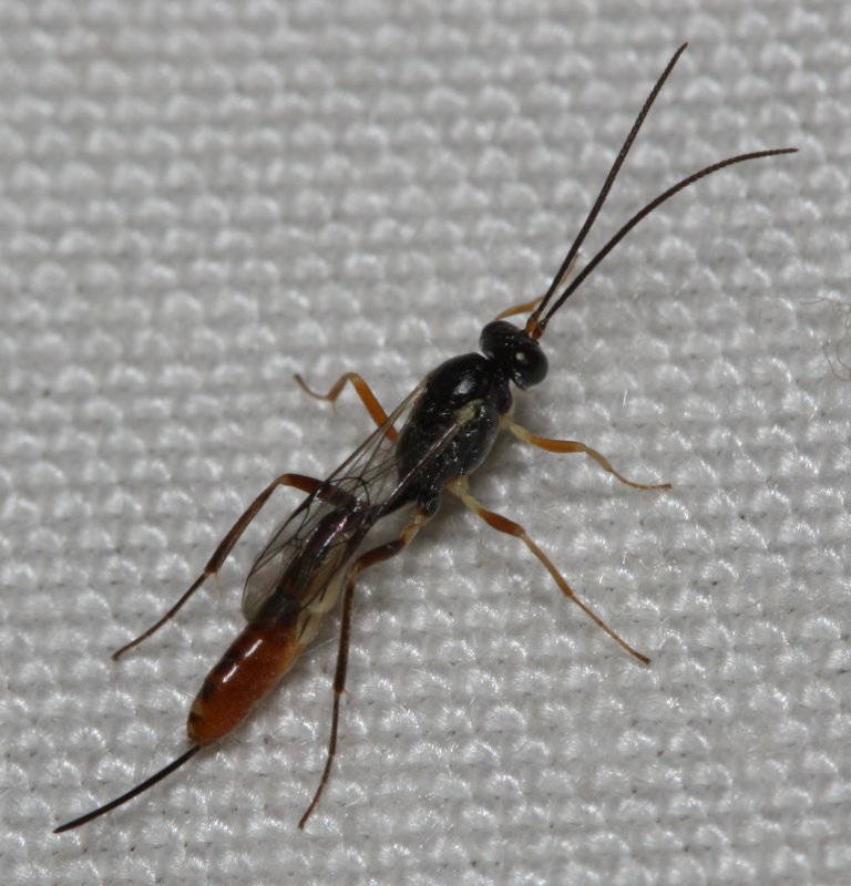 Ichneumonidaeseba.jpg