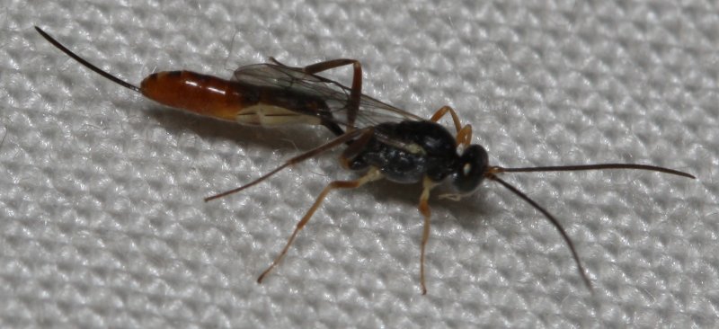 Ichneumonidaeseba1.jpg