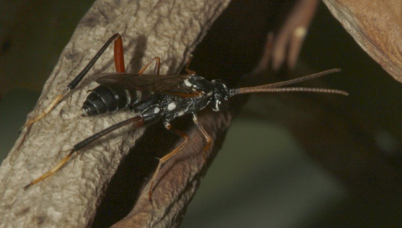 Icneumonidae_5478.jpg