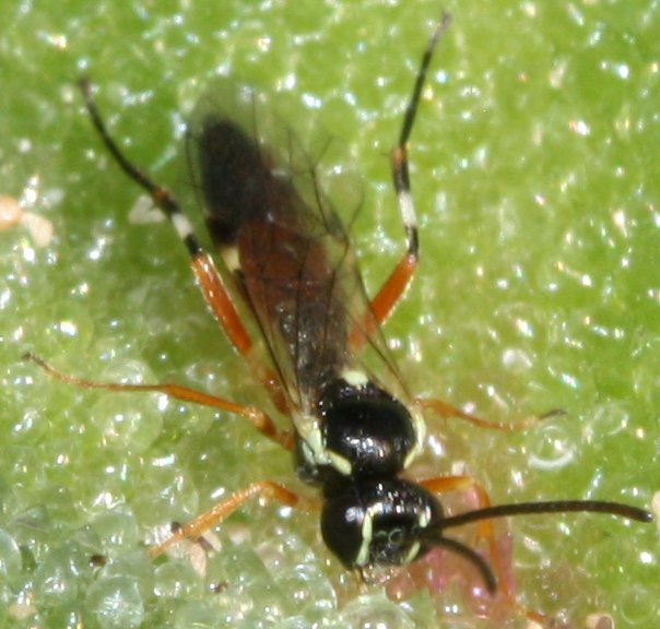 icneumonidoA.jpg