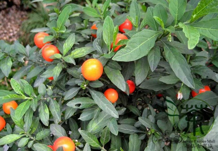 icum-semillas-180-unids-Bonsai-Jerusalem-Cherry-semillas-Nightshade-especies-Madeira-invierno-de.jpg