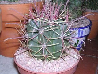 Id%20Ferocactus%20001.jpg