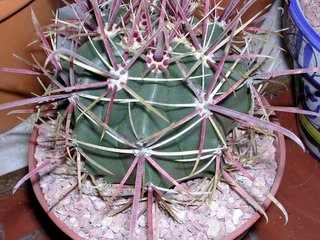 Id%20Ferocactus%20002.jpg