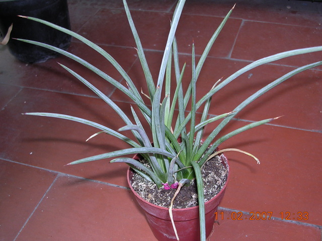 ID_Suculenta_003.jpg