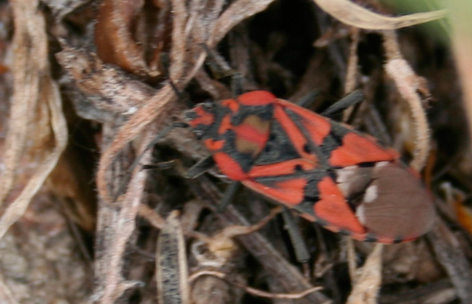 ident4.jpg