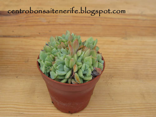 identificacin7.jpg