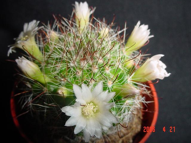 identificacion1.JPG