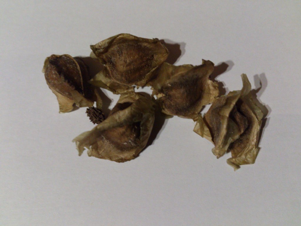 Identificar08.jpg