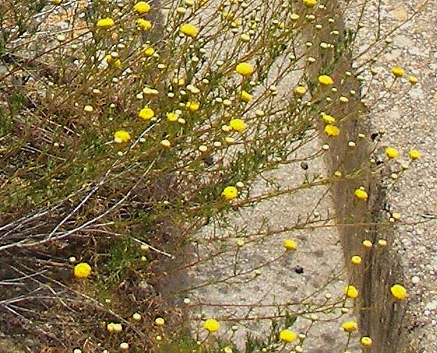 identplanta4.jpg