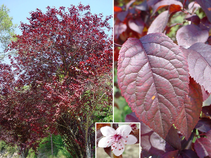 iencia-pero-con-gran-fe-en-vosotros-0369z_prunus_cerasifera_var._pisardii_mirobal-c3-a0_ampliada.jpg
