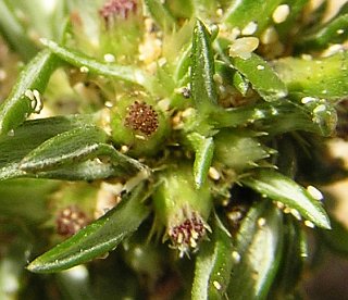 ifloga_spicata2.jpg