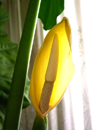 Iflor_alocasia.jpg