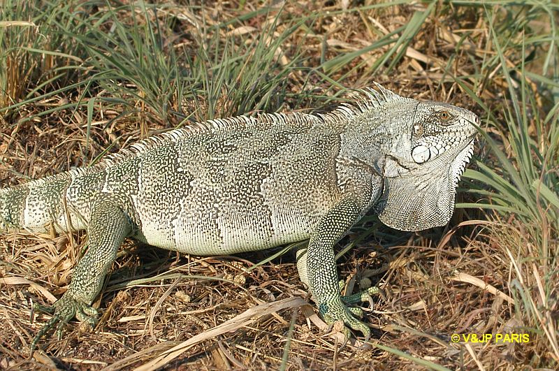 iguanevert2.jpg