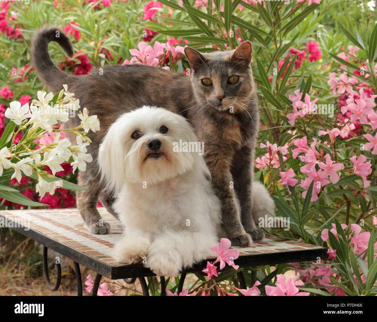 il-maltese-del-cane-e-del-gatto-domestico-in-giardino-p7dh6k.jpg