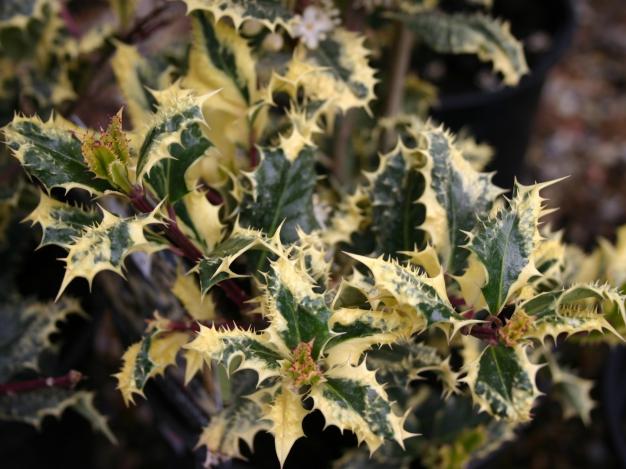 Ilex%20aquifolium%20Ferox%20Argentea.jpg